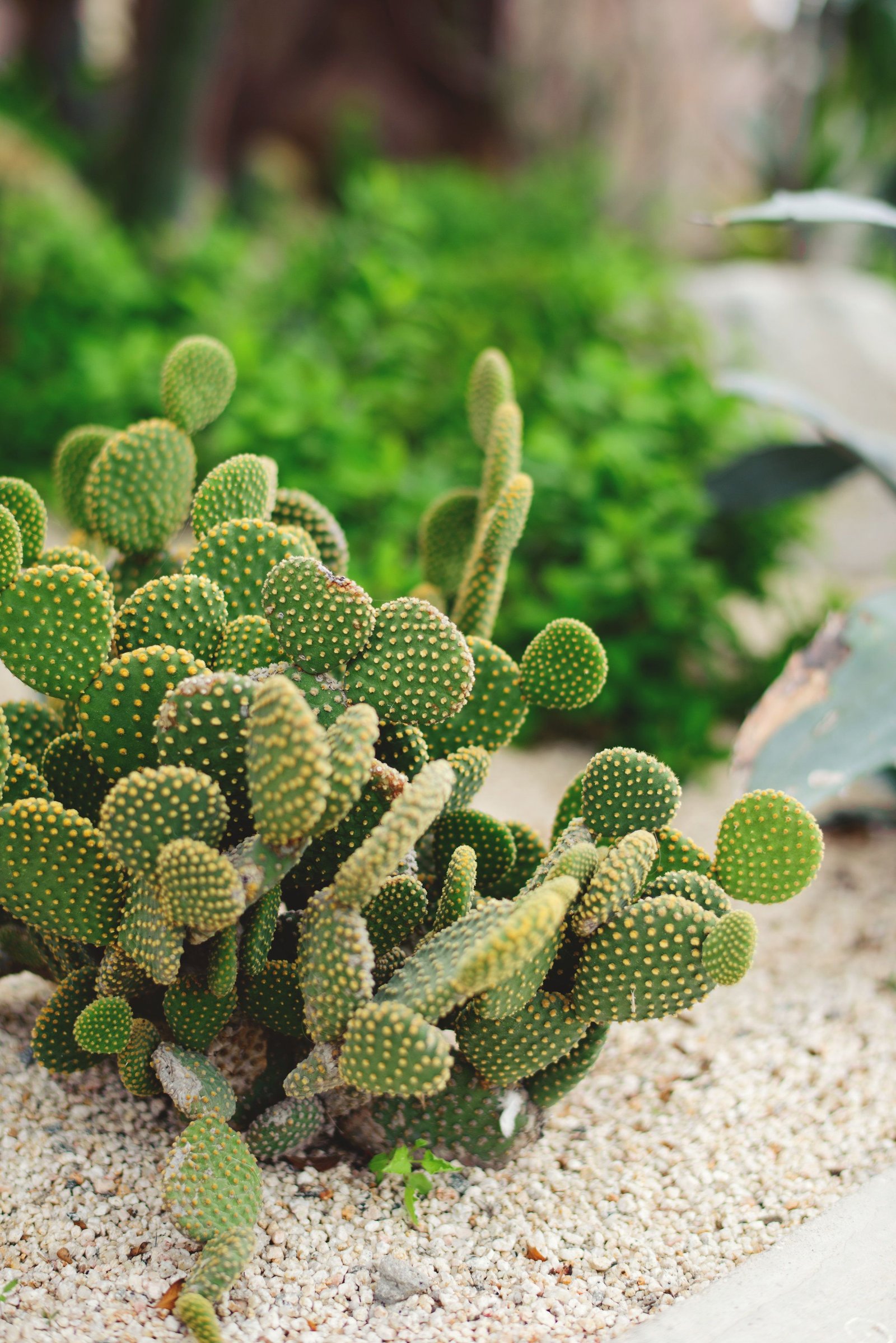 Photos around the Hotel at Villa la Estancia in Cabo San Lucas